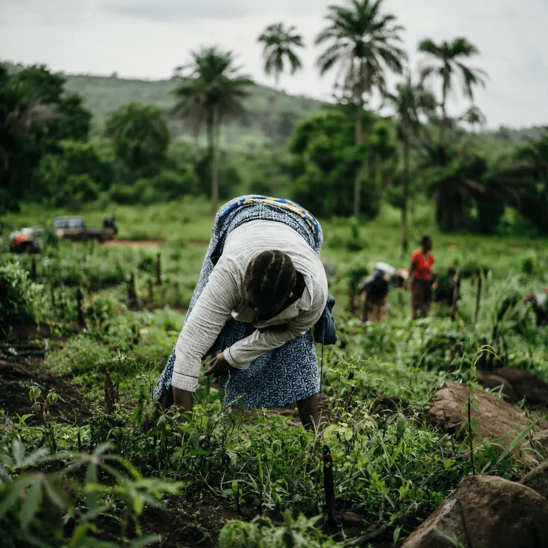 Mujeres, Tierra y Fogón: Experiencia de Cocina Campesina