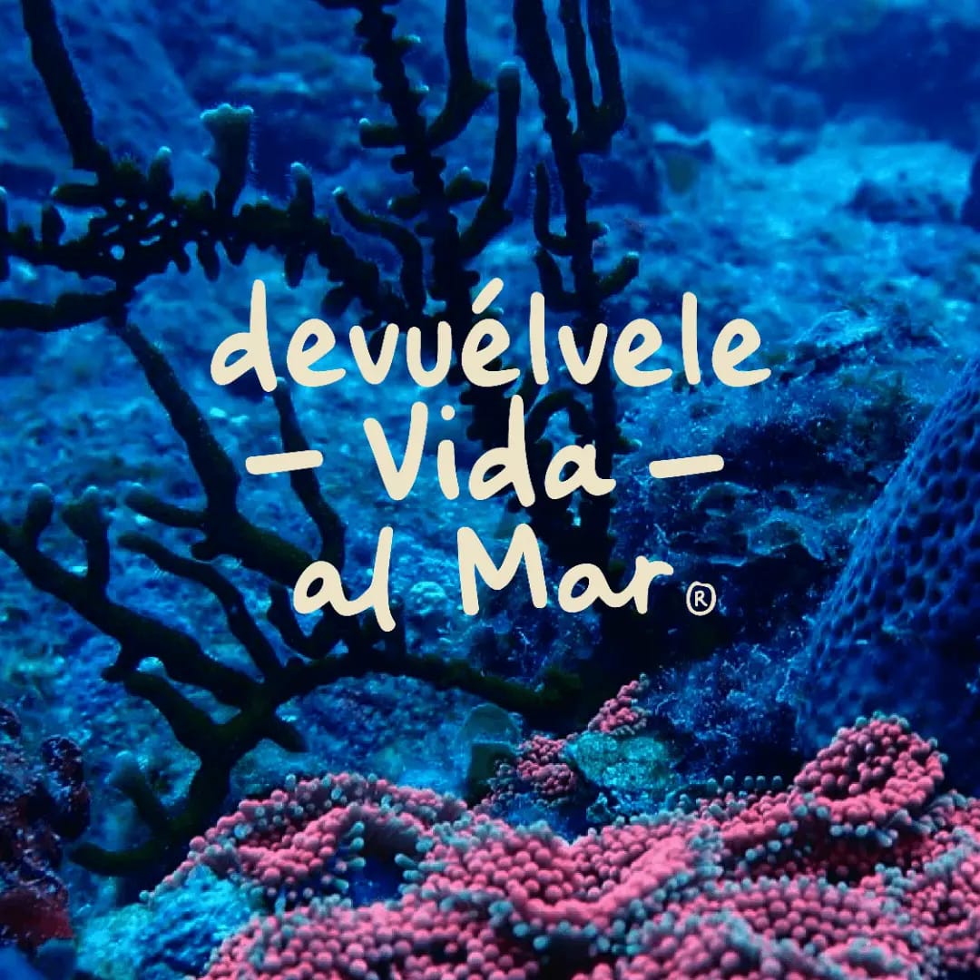 voluntariado restauración corales Boca Chica